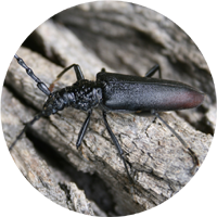 The Great Capricorn Beetle image