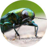 The Golden-Green Oak Jewel Beetle image