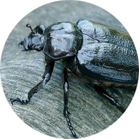 The Hermit Beetle image